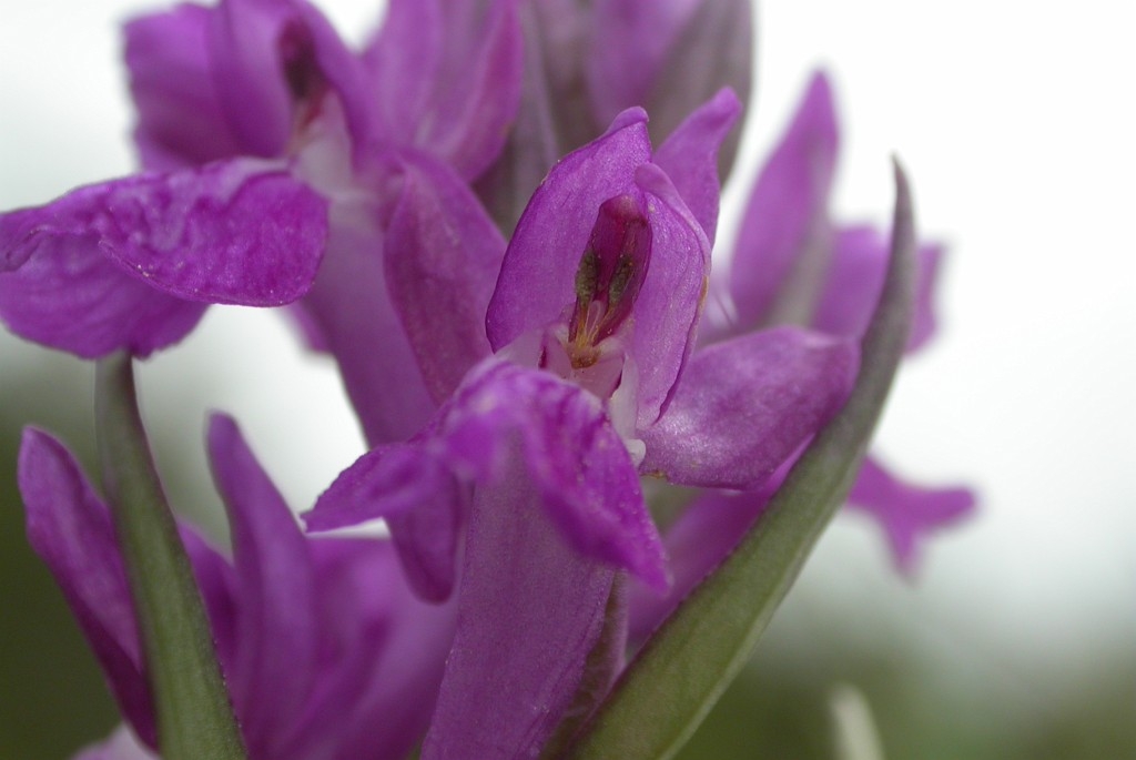 DSCN3463.JPG - Narrow-leaved Marsh Orchid (Dactylorh´za traunstéineri) Traunsteiners gøgeurt, Gotland Sweden.