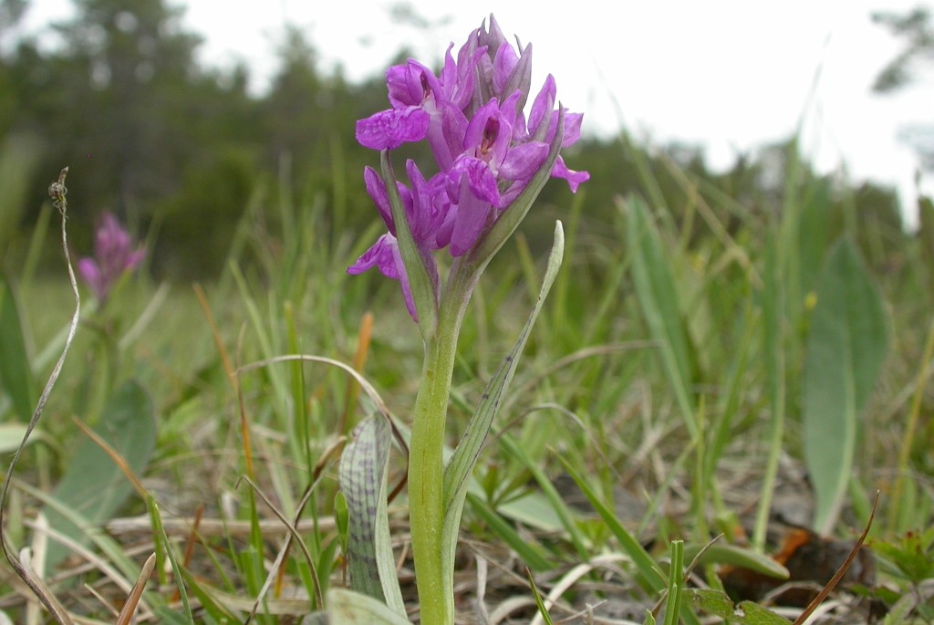 DSCN3466.JPG - Narrow-leaved Marsh Orchid (Dactylorh´za traunstéineri) Traunsteiners gøgeurt, Gotland Sweden.