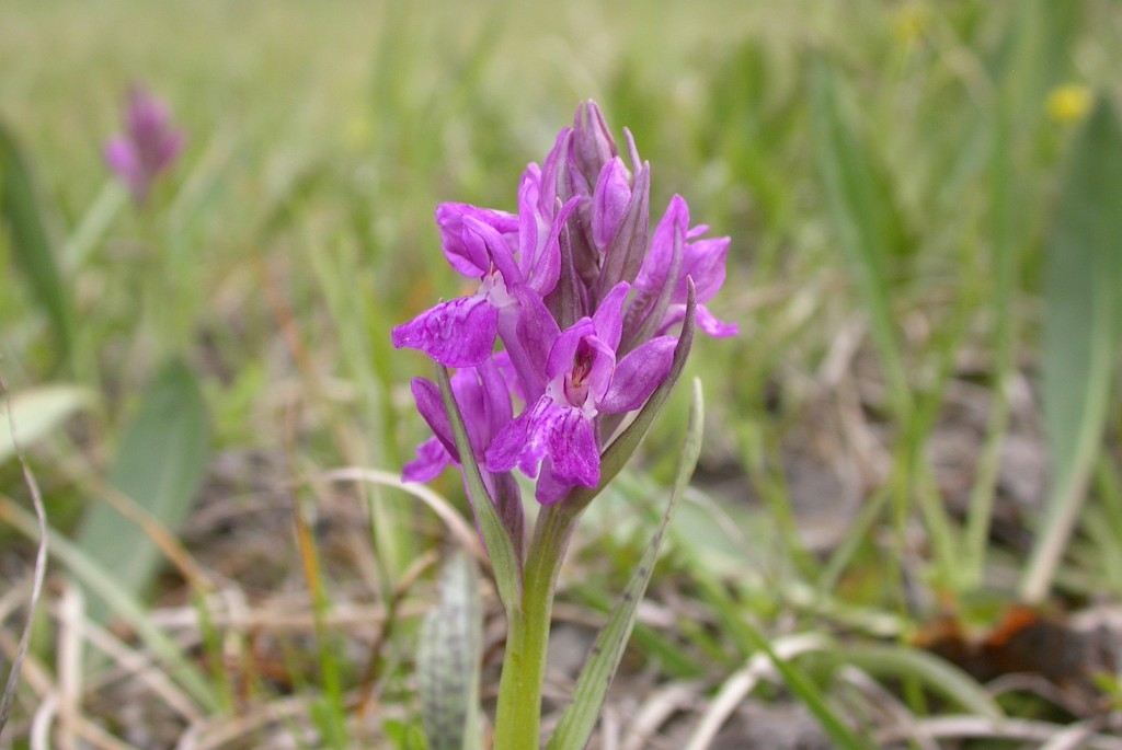 DSCN3467.JPG - Narrow-leaved Marsh Orchid (Dactylorh´za traunstéineri) Traunsteiners gøgeurt, Gotland Sweden.
