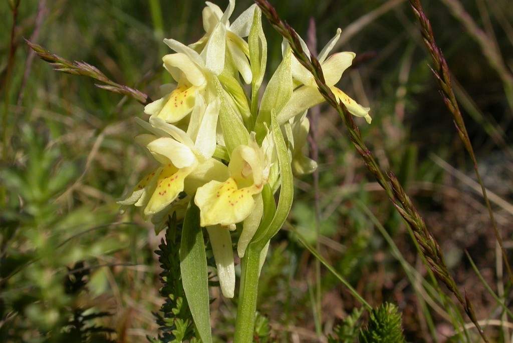DSCN2703.JPG - Elder-flowered Orchid (Dactylorhiza sambucina), Hylde-gøgeurt, Sweden.