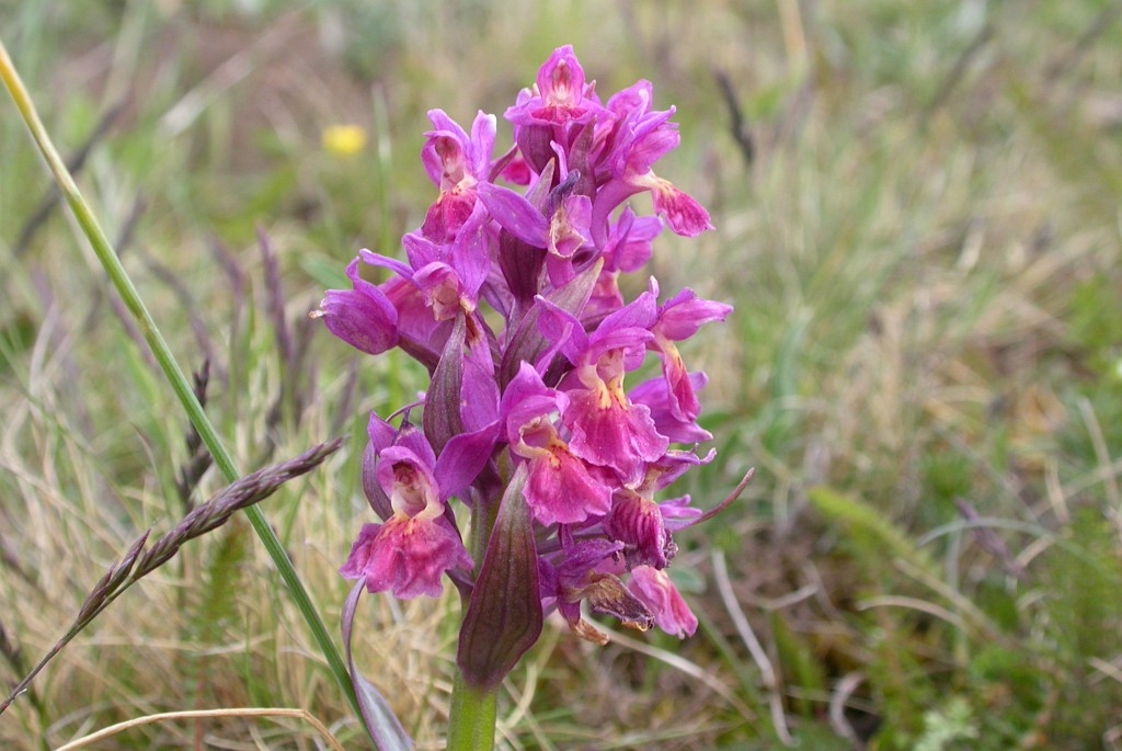 DSCN2735.JPG - Elder-flowered Orchid (Dactylorhiza sambucina), Hylde-gøgeurt, Sweden.