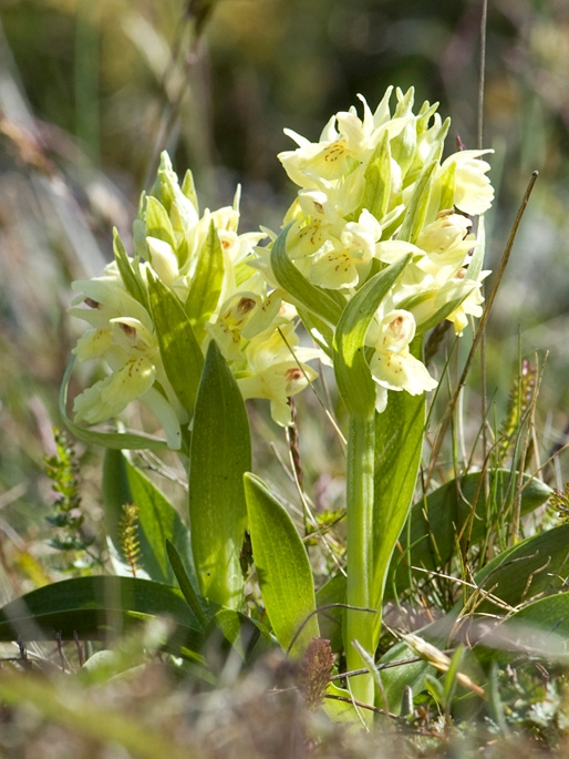 Hyldegogeurt.12maj2009_1928.jpg - Elder-flowered Orchid (Dactylorhiza sambucina), Hylde-gøgeurt, Sweden.