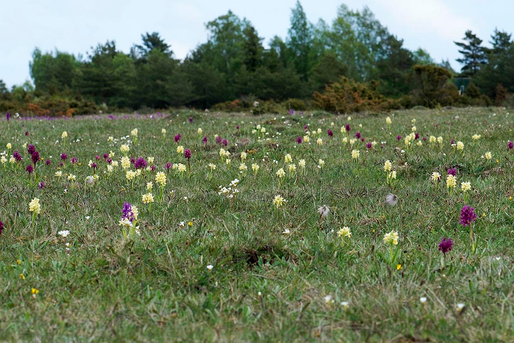 Hyldegøgeurt.20130519_2758.jpg