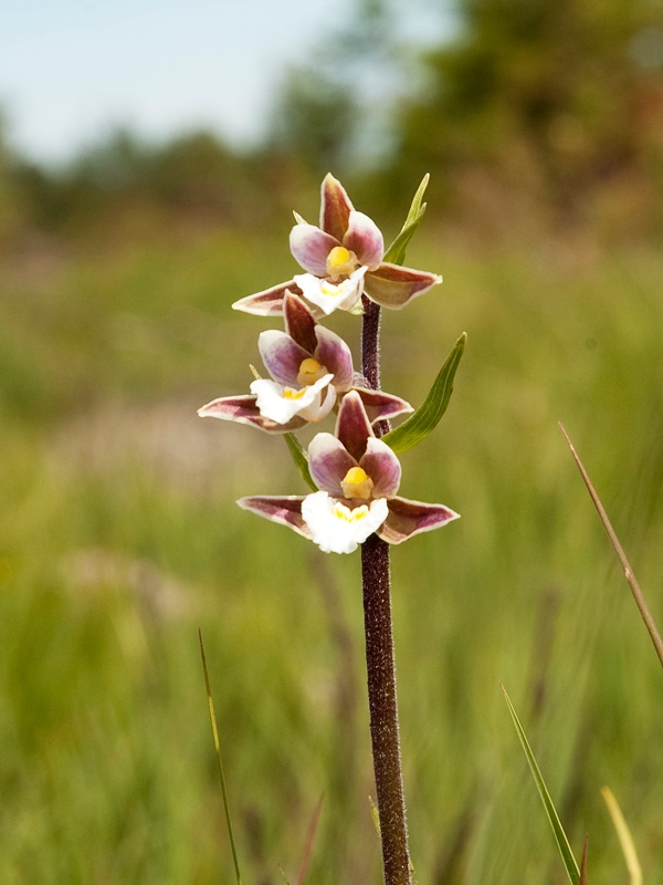 Sump Hullæbe.DSC_5224.jpg - Marsh helleborine (Epipactis palustris) Sump-hullæbe, Öland Sweden.