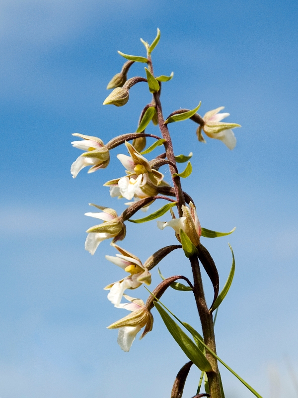 Sump Hullæbe.DSC_5238.jpg - Marsh helleborine (Epipactis palustris) Sump-hullæbe, Öland Sweden.