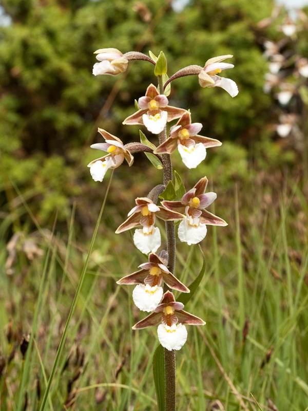 Sump hullæbe.DSC_5222.jpg - Marsh helleborine (Epipactis palustris) Sump-hullæbe, Öland Sweden.