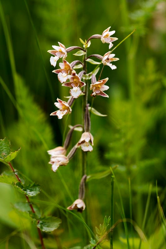 Sump-hullæbe.20160708_8650.jpg