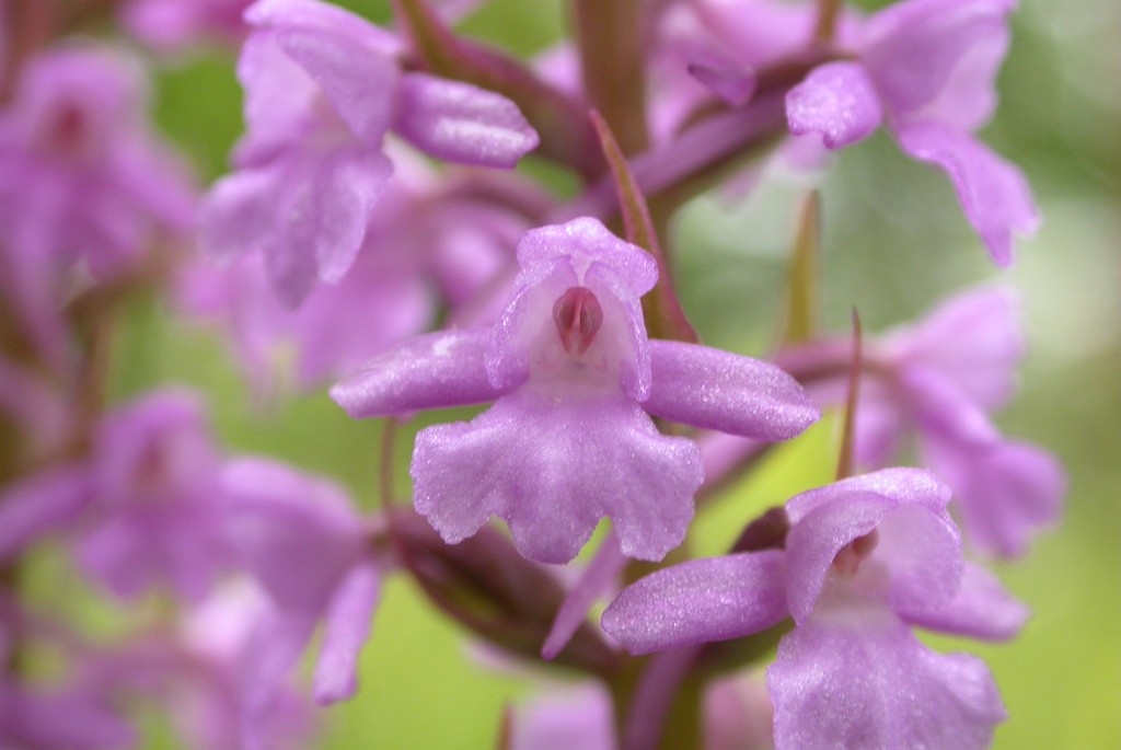 DSCN3584.JPG - Fragrant Orchid (Gymnadénia conópsea) Langakset Trådspore, Sweden.