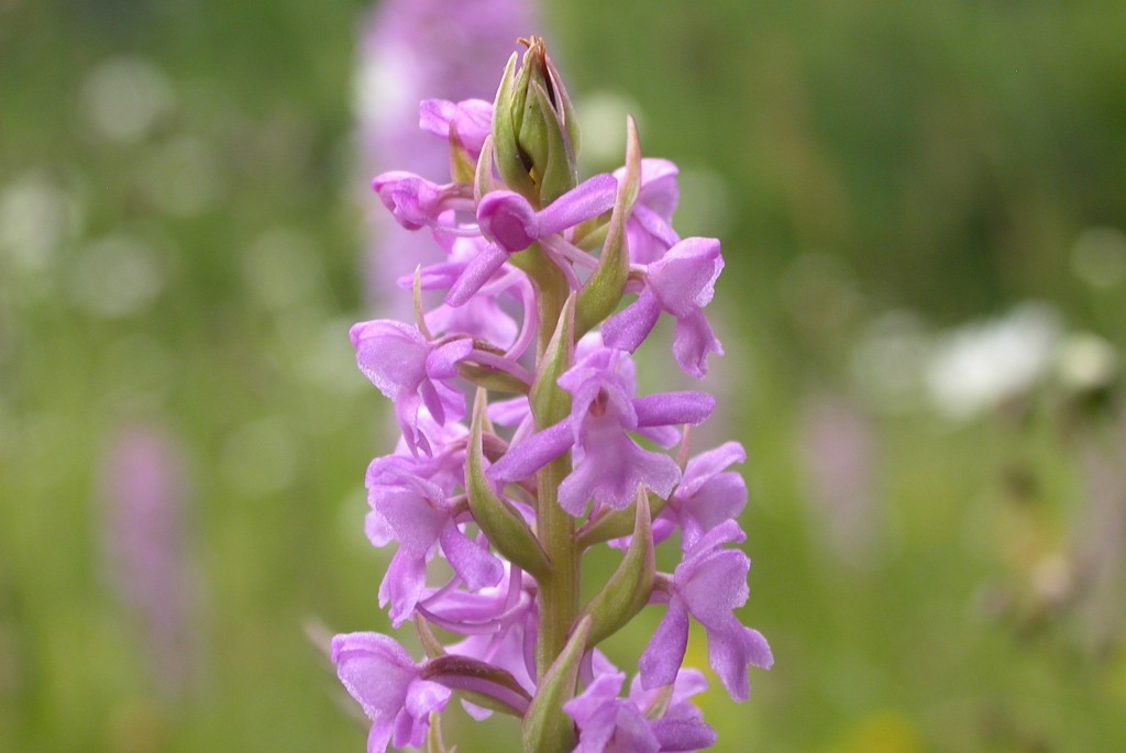 DSCN3591.JPG - Fragrant Orchid (Gymnadénia conópsea) Langakset Trådspore, Sweden.
