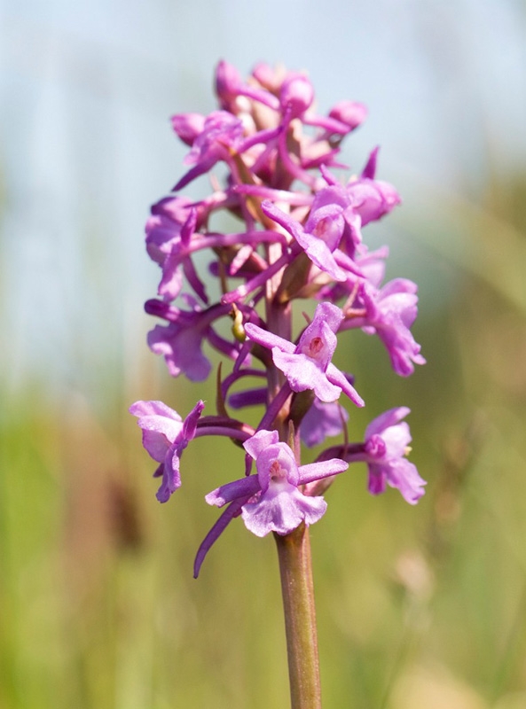 Langaksetradspore_SWE5249.jpg - Fragrant Orchid (Gymnadénia conópsea) Langakset Trådspore, Sweden.