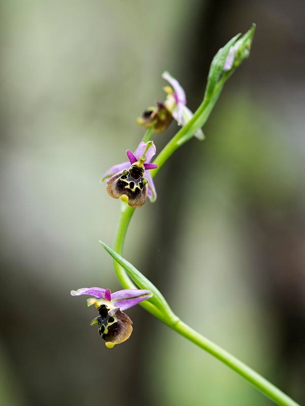 Ophrys homeri_DSC7368.jpg