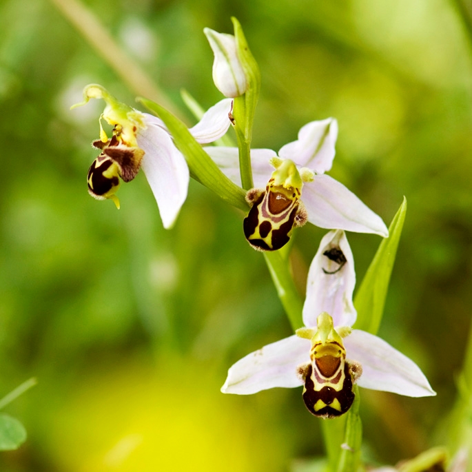 Orkide.30apr2008_0918.jpg - Bee Orchid (Ophrys apifera) Biblomst, Cyprus 2009