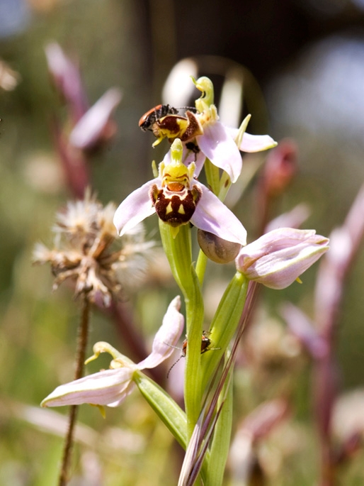 Orkide.30apr2008_0938.jpg - Bee Orchid (Ophrys apifera) Biblomst, Cyprus 2009