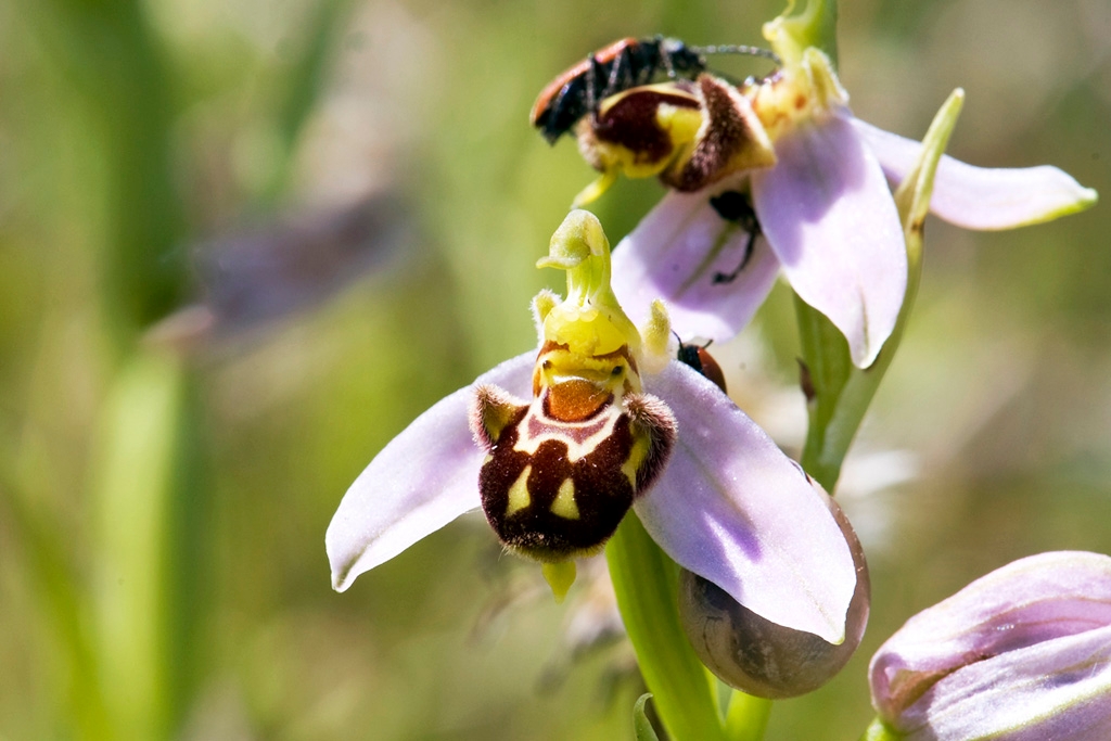 Orkide.30apr2008_0940.jpg - Bee Orchid (Ophrys apifera) Biblomst, Cyprus 2009