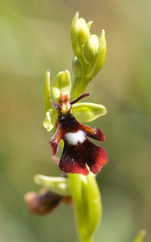 Flueblomst_SWE5288.jpg - Fly Orchid (Óphrys insectifera), Flueblomst, Sweden.