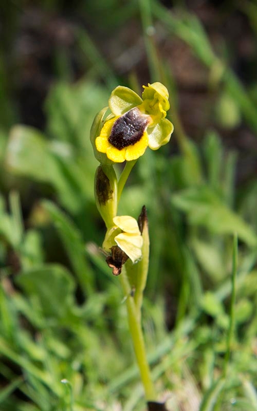 Ophrys lutea lutea_DSC6475.jpg - Orphrys lutea from Extremadura Spain