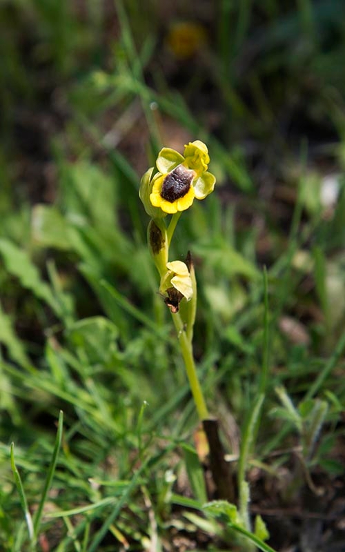 Ophrys luteo lutea_DSC6481.jpg - Orphrys lutea from Extremadura Spain