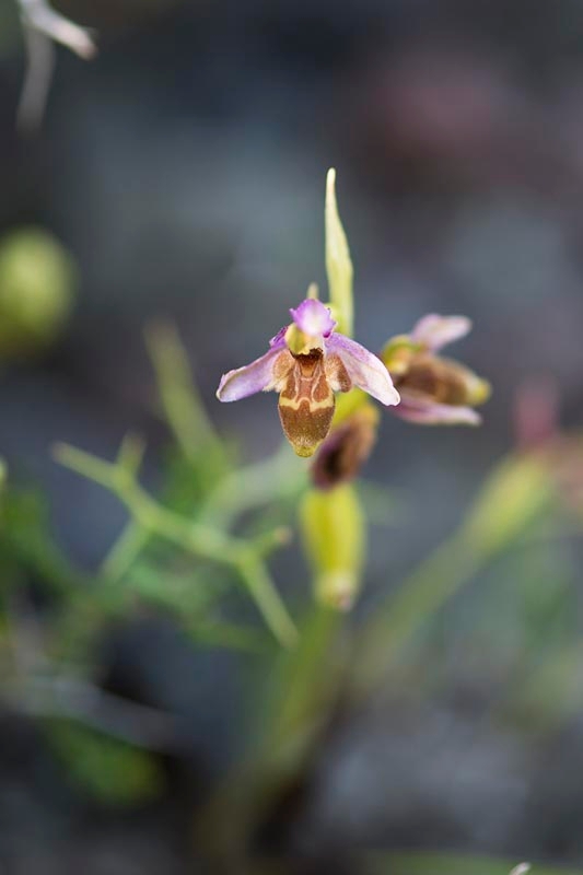 Ophrys scolopax minutula _DSC7055.jpg