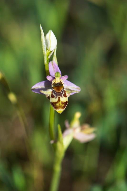 Ophrys scolopax minutula_DSC7085.jpg