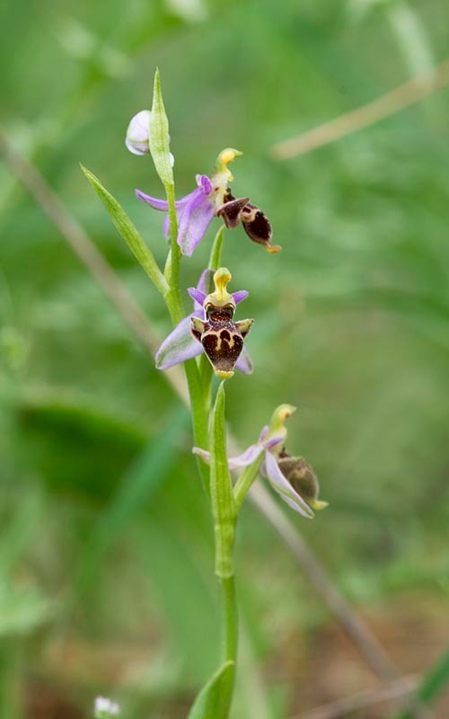 Ophrys scolopax minutula_DSC7317.jpg