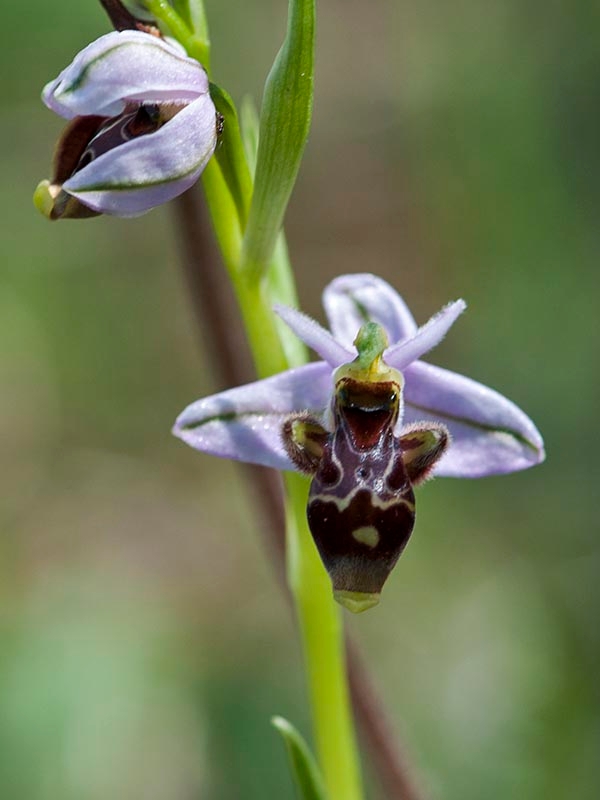 Ophrys scolopax schegifera.20120415_9000.jpg