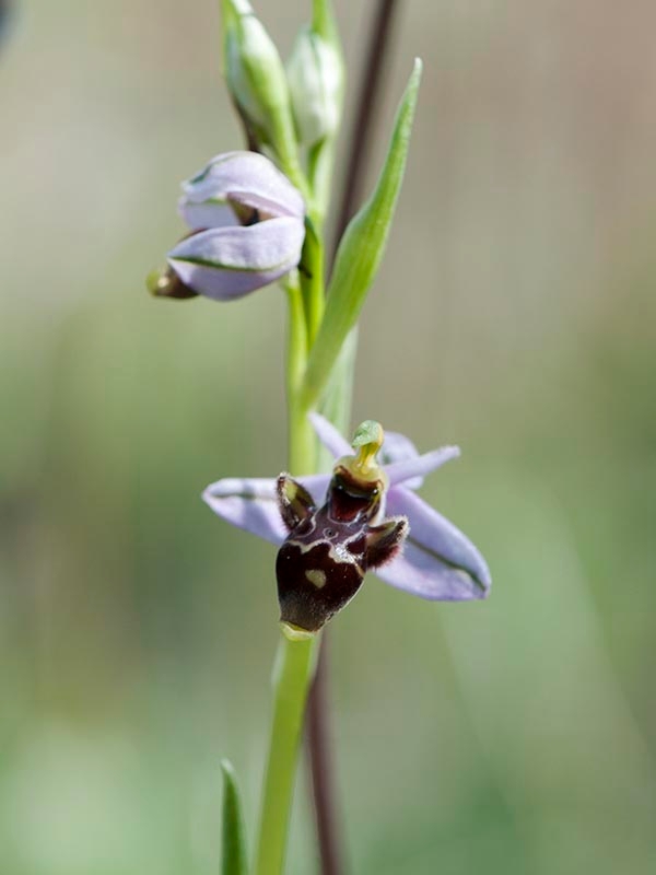 Ophrys scolopax schegifera.20120415_9005.jpg