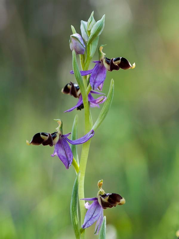Ophrys scolopax schegifera.20120415_9036.jpg