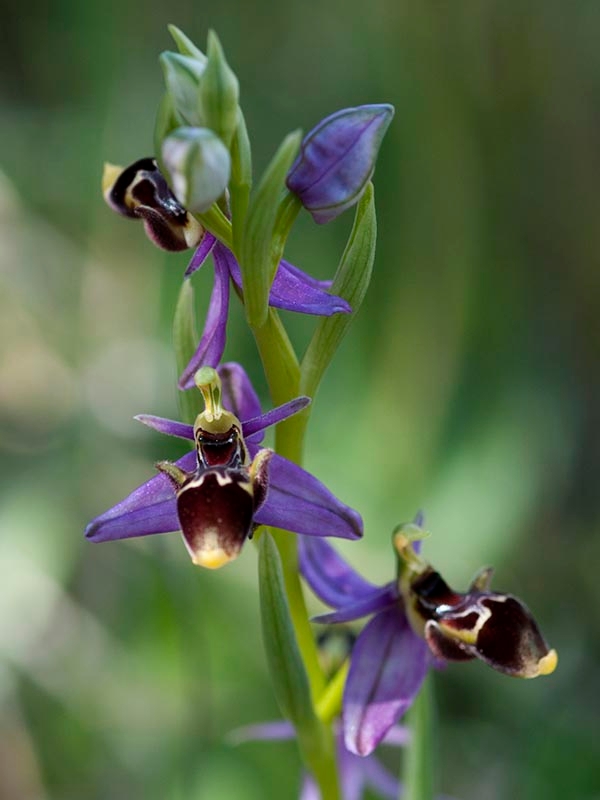 Ophrys scolopax schegifera.20120415_9042.jpg