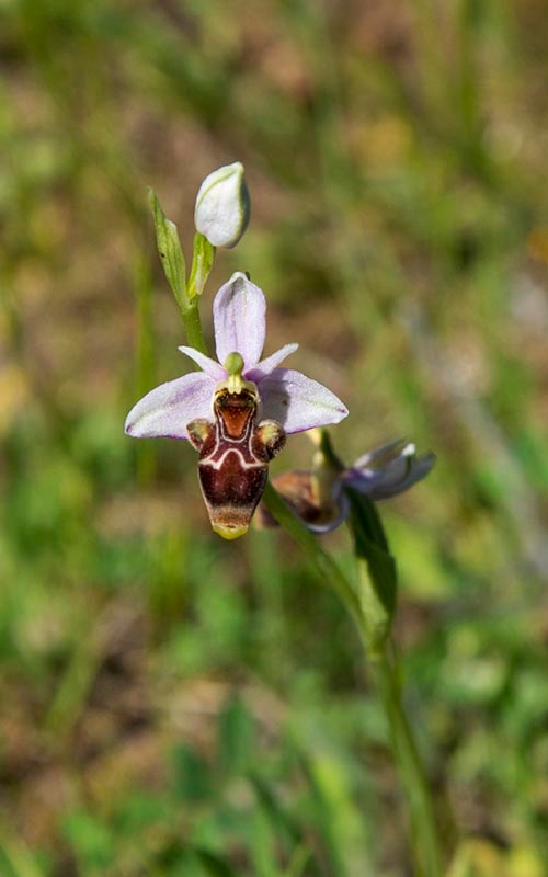 Ophrys scolopax schegifera_DSC6466.jpg
