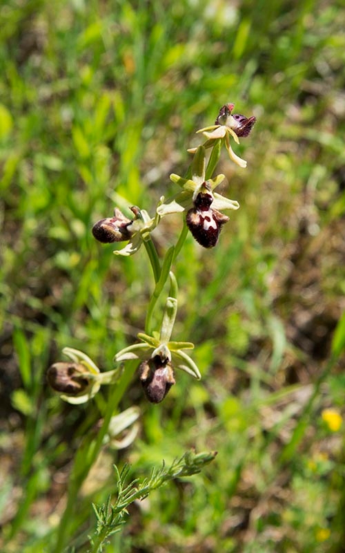 Ophrys sphegodes atrata (incubacea)_DSC6428.jpg