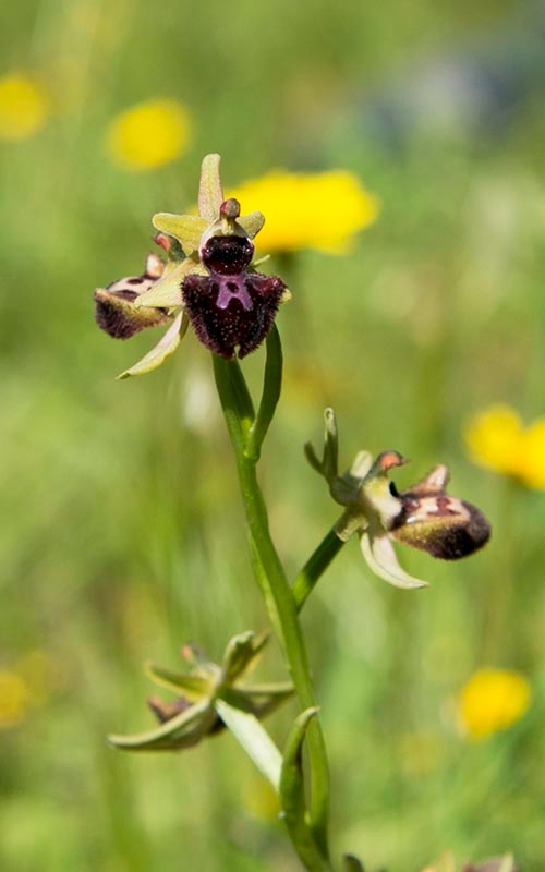 Ophrys sphegodes atrata (incubacea)_DSC6433.jpg