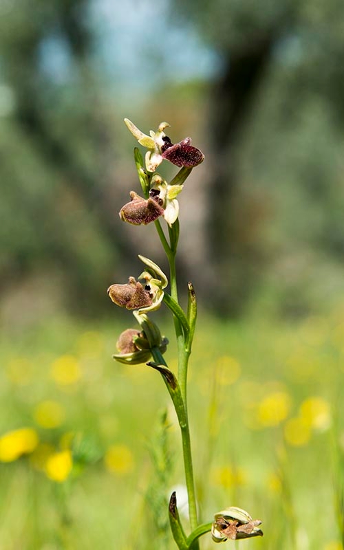 Ophrys sphegodes atrata (incubacea)_DSC6445.jpg