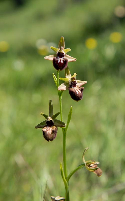 Ophrys sphegodes atrata (incubacea)_DSC6452.jpg
