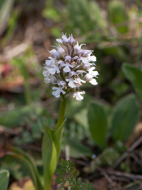 Orchis conica.20120415_9009.jpg