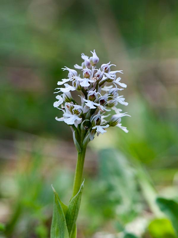 Orchis conica.20120415_9012.jpg