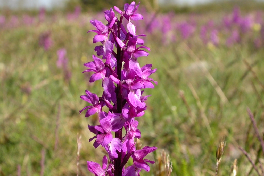 DSCN2707.JPG - Early Purple Orchid (Órchis máscula) Tyndakset Gøgeurt, Sweden.
