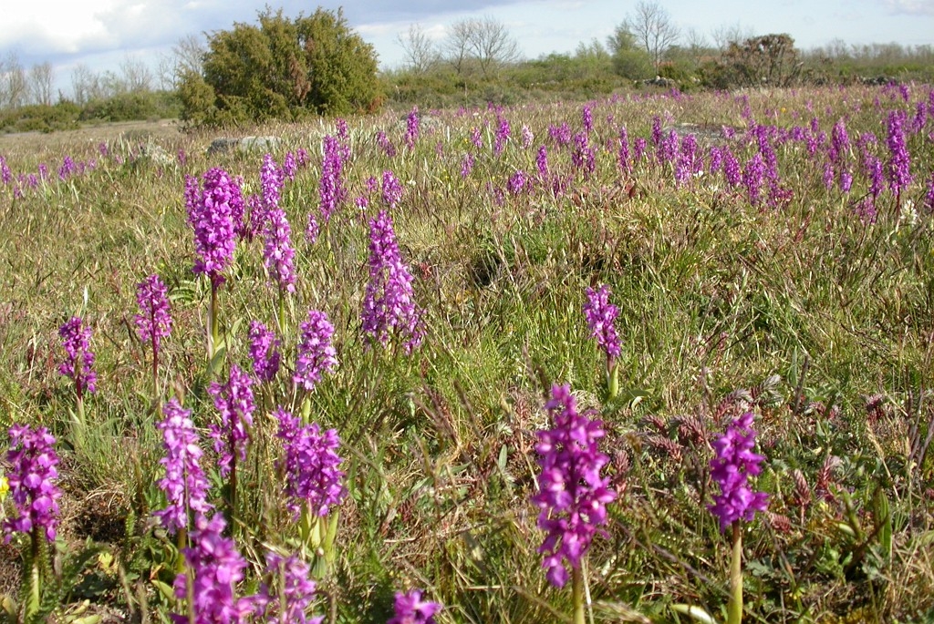 DSCN2709.JPG - Early Purple Orchid (Órchis máscula) Tyndakset Gøgeurt, Sweden.