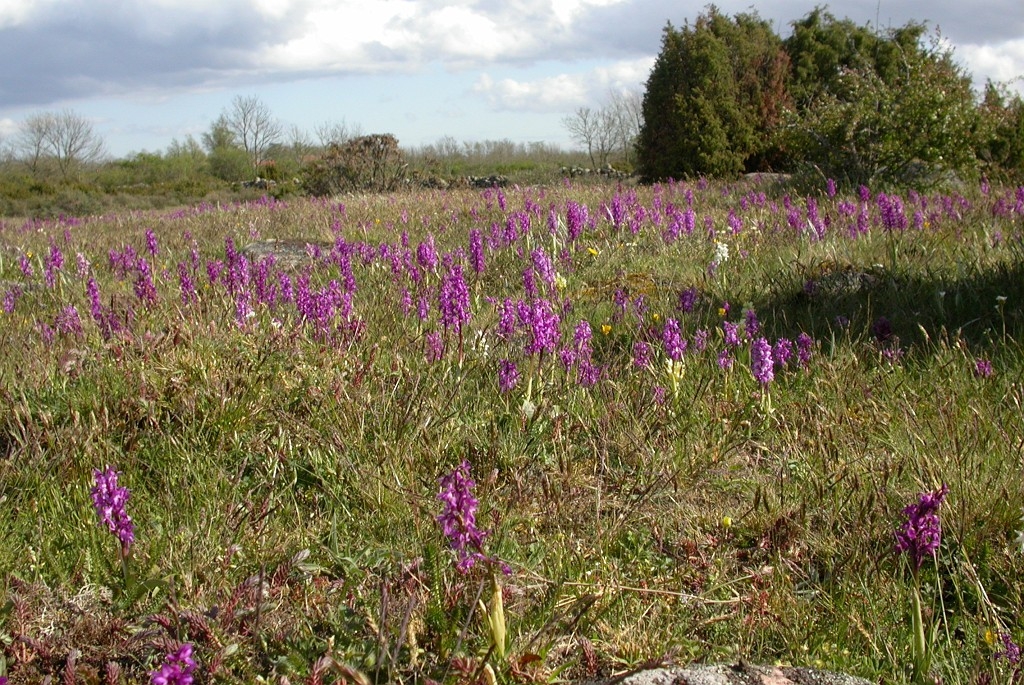 DSCN2710.JPG - Early Purple Orchid (Órchis máscula) Tyndakset Gøgeurt, Sweden.