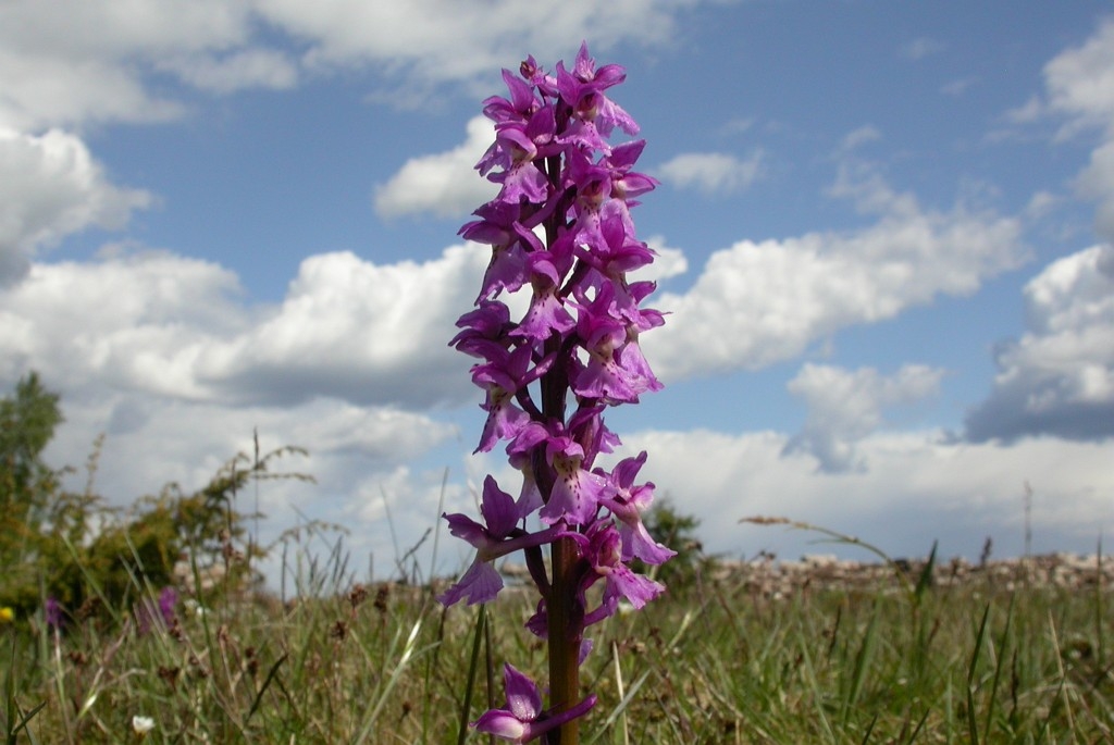 DSCN2740.JPG - Early Purple Orchid (Órchis máscula) Tyndakset Gøgeurt, Sweden.
