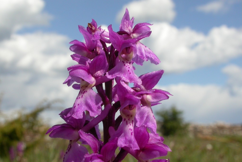 DSCN2742.JPG - Early Purple Orchid (Órchis máscula) Tyndakset Gøgeurt, Sweden.