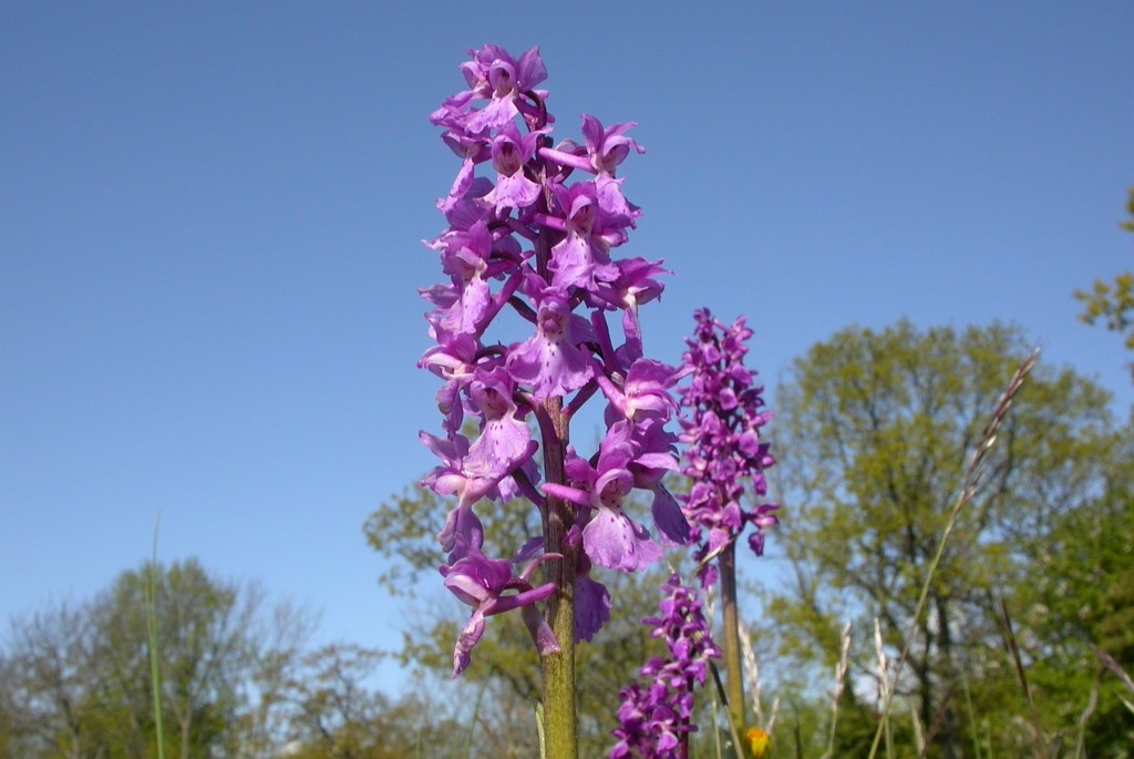 DSCN2797.JPG - Early Purple Orchid (Órchis máscula) Tyndakset Gøgeurt, Sweden.