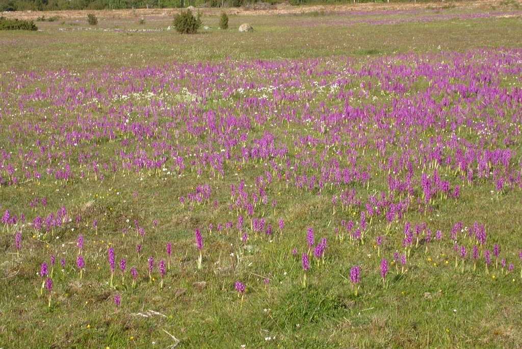 DSCN2846.JPG - Early Purple Orchid (Órchis máscula) Tyndakset Gøgeurt, Sweden.