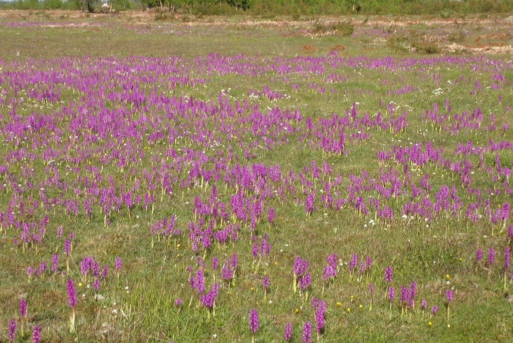 DSCN2847.JPG - Early Purple Orchid (Órchis máscula) Tyndakset Gøgeurt, Sweden.