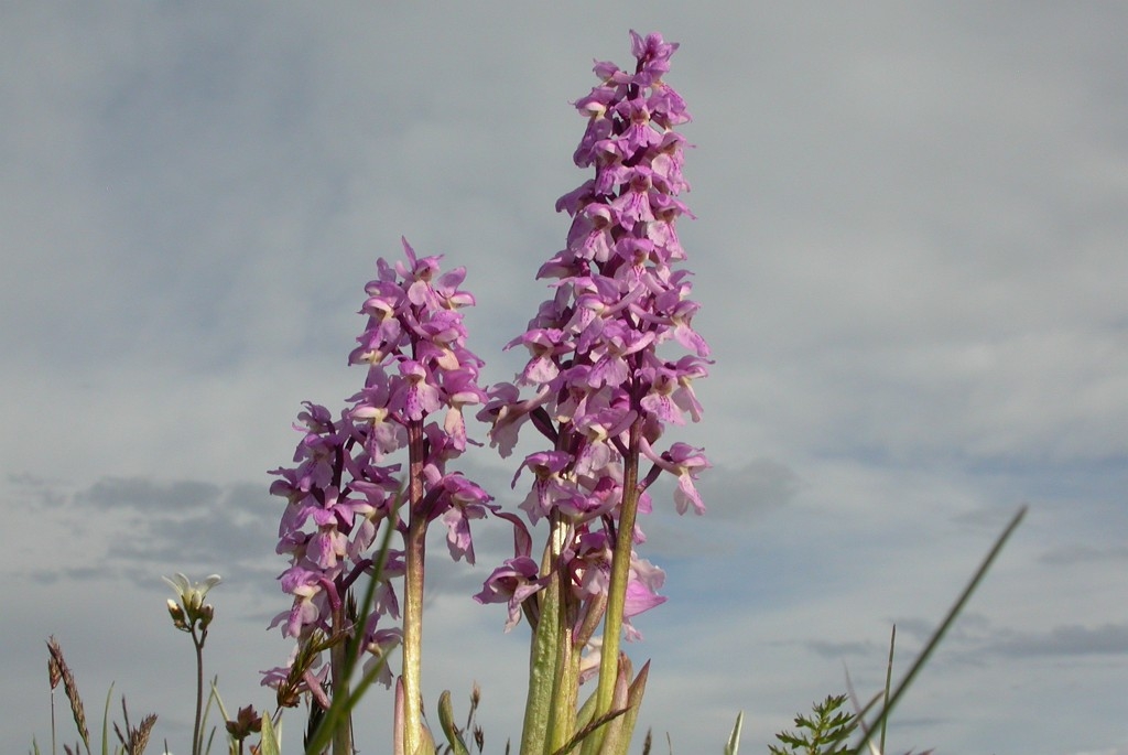 DSCN2852.JPG - Early Purple Orchid (Órchis máscula) Tyndakset Gøgeurt, Sweden.