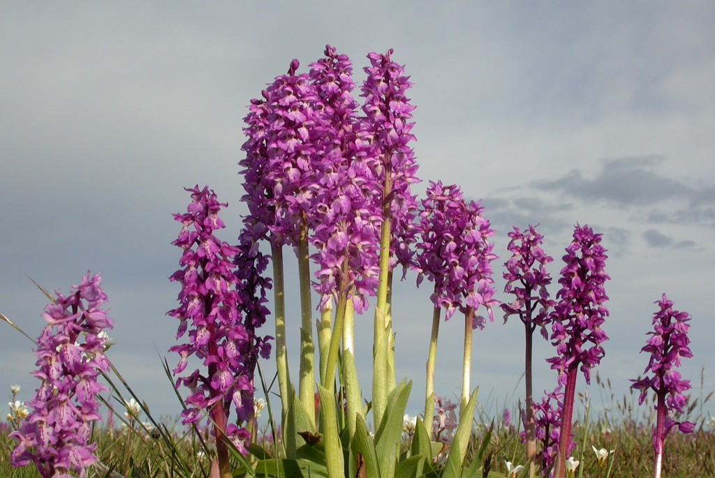 DSCN2859.JPG - Early Purple Orchid (Órchis máscula) Tyndakset Gøgeurt, Sweden.