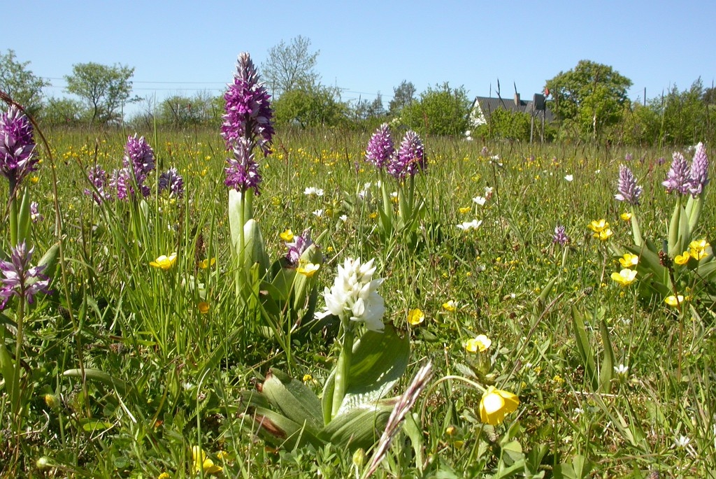 DSCN3071.JPG - Military Orchid (Orchis militáris) Ridder-gøgeurt, Sweden.