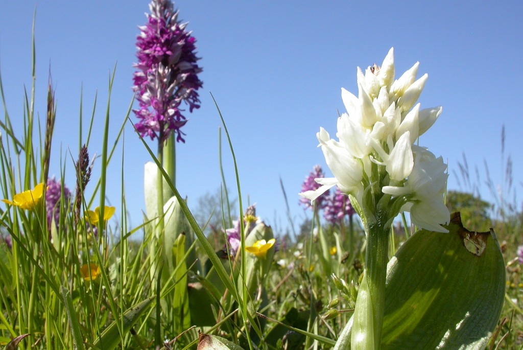 DSCN3072.JPG - Military Orchid (Orchis militáris) Ridder-gøgeurt, Sweden.