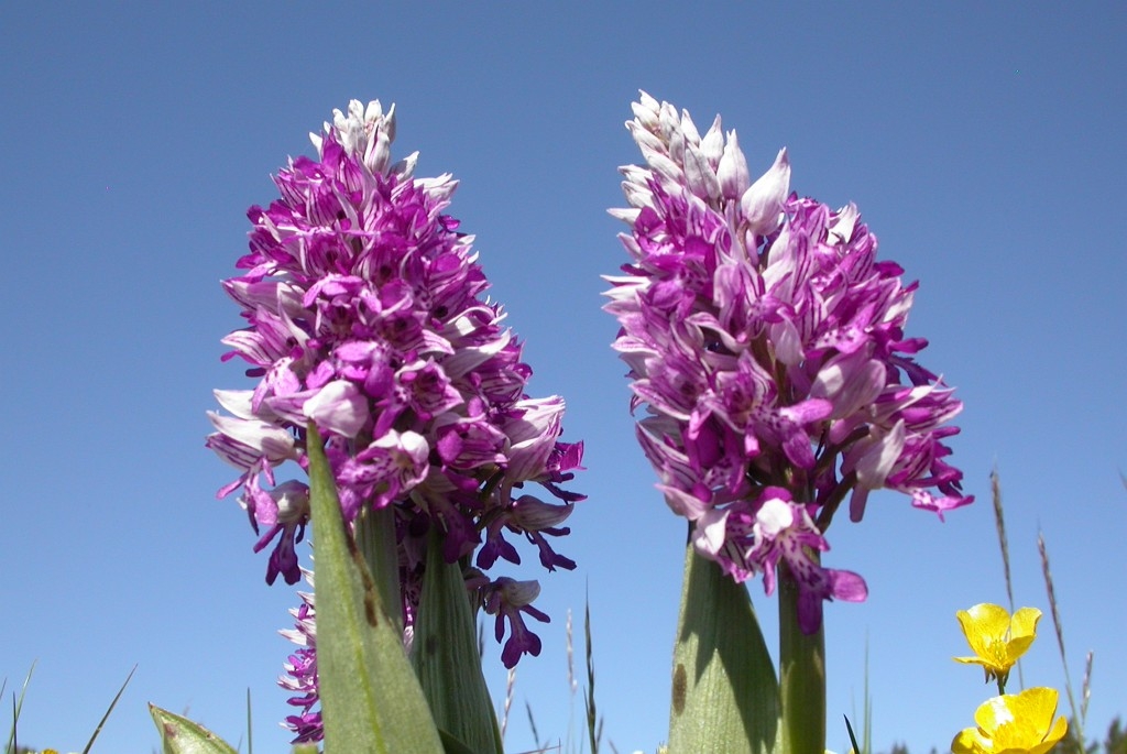 DSCN3073.JPG - Military Orchid (Orchis militáris) Ridder-gøgeurt, Sweden.