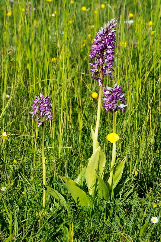 Ridder gøgeurt.20130605_3276.jpg