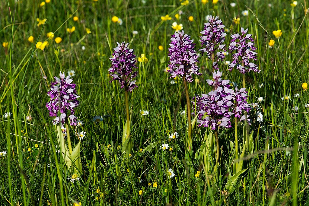 Ridder gøgeurt.20130605_3282.jpg